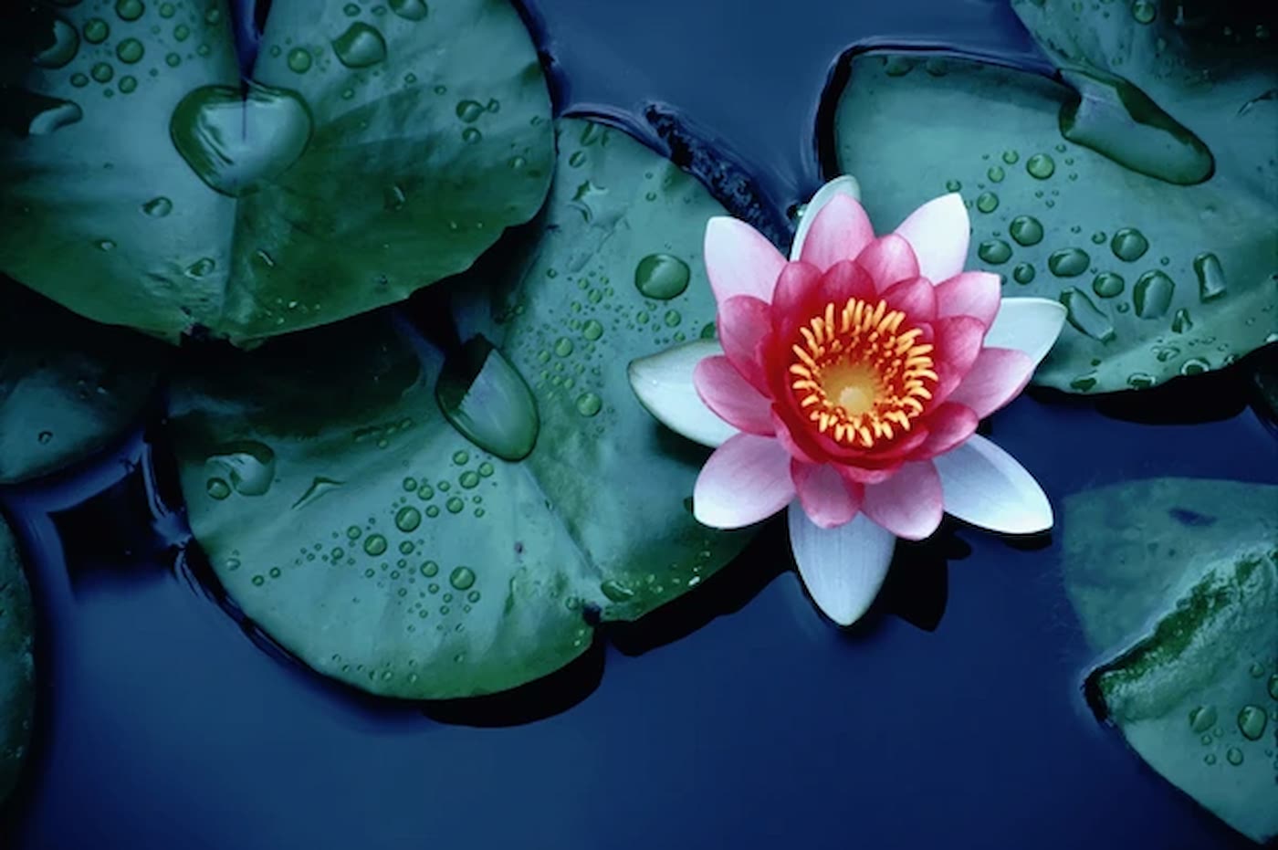 Life Coaching und Psychologische Beratung in Hamburg in den Bereichen Paarberatung und Organisations- und Familienstellen und Einzelcoaching
